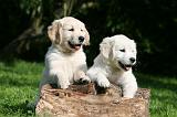 GOLDEN RETRIEVER 974